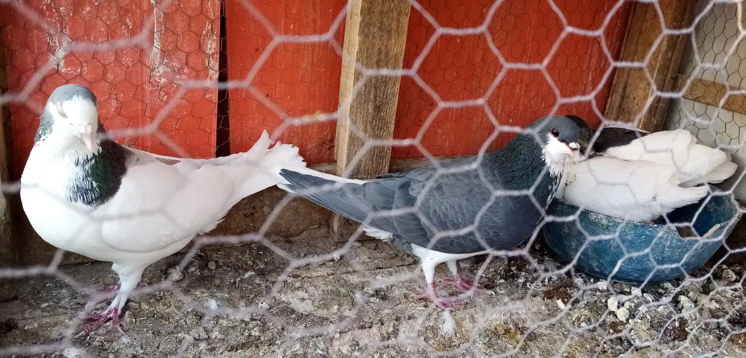 کبوترگلپنبه ای|پرنده|اصفهان, جویباره|دیوار