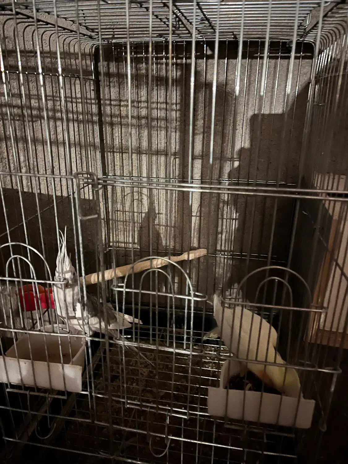 عروس هلندی|پرنده|رفسنجان, |دیوار