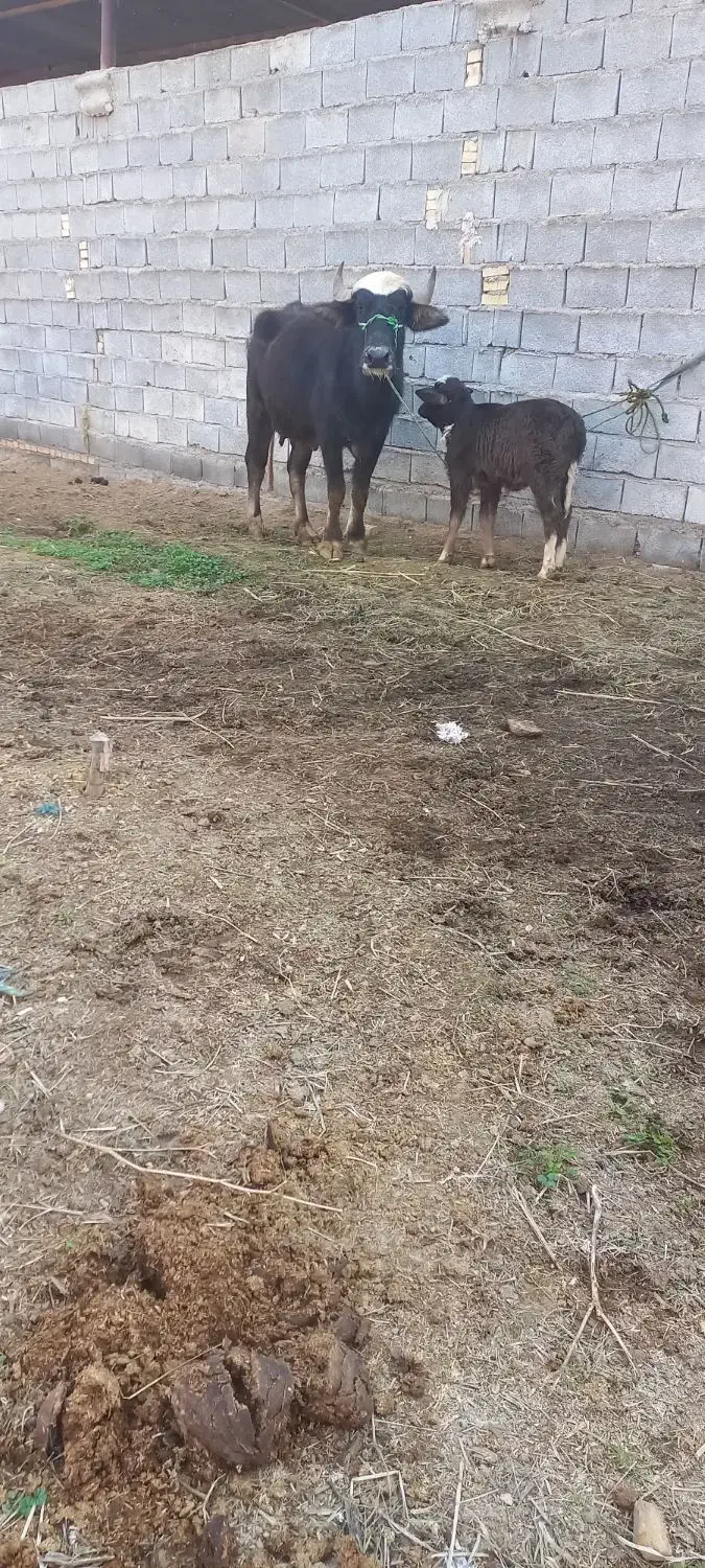 گاومیش گوساله ماده شیری|حیوانات مزرعه|اهواز, دغاغله|دیوار