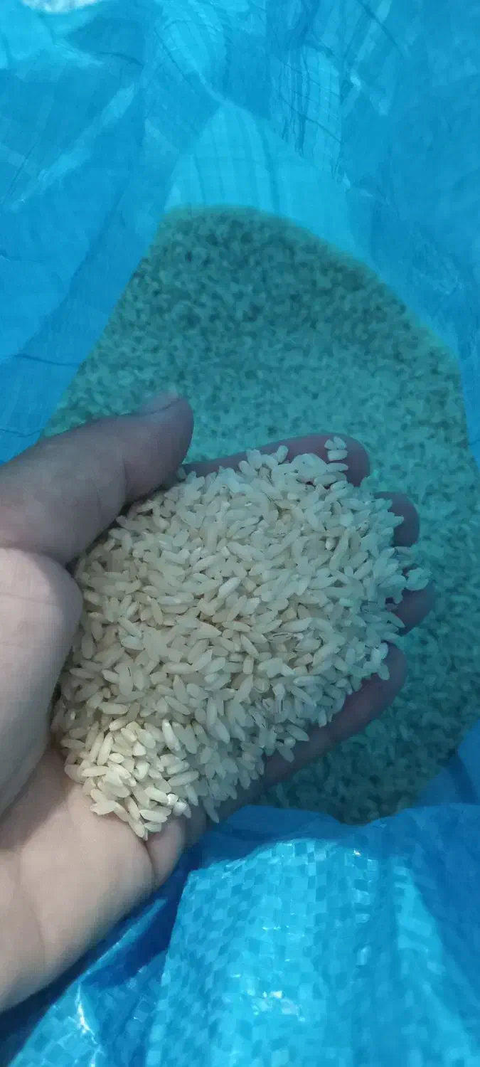 چلتوک تیلکی عقیلی خشک شده|خوردنی و آشامیدنی|گتوند, |دیوار