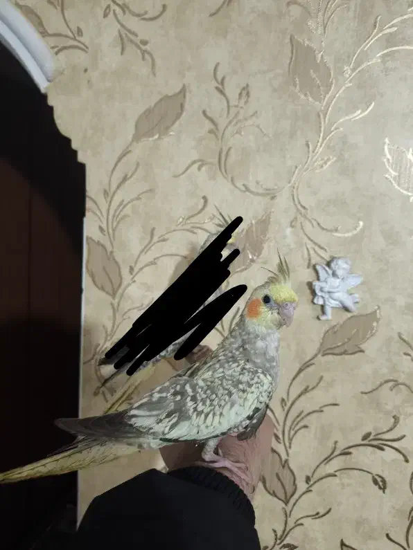 عروس هلندی دو ساعت پیش از خونه فرار کرده|حیوانات|مشهد, شهرک امام هادی (شهرک غرب)|دیوار