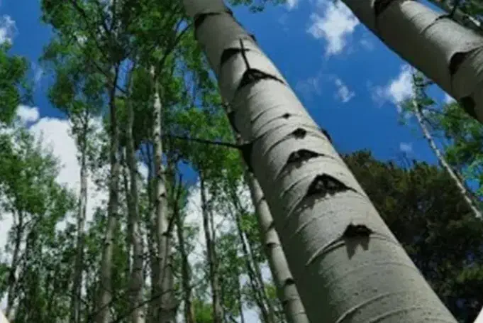 فروش درخت صنوبر|خدمات باغبانی و درختکاری|دیلمان, |دیوار