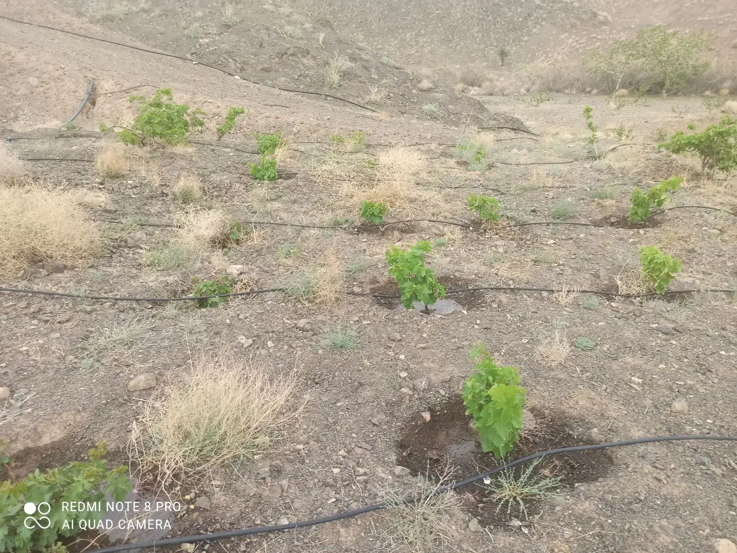 باغ روبروی هویزار ۱۸۰۰ متر|فروش دفتر صنعتی، کشاورزی، تجاری|سبزوار, قصبه شرقی|دیوار