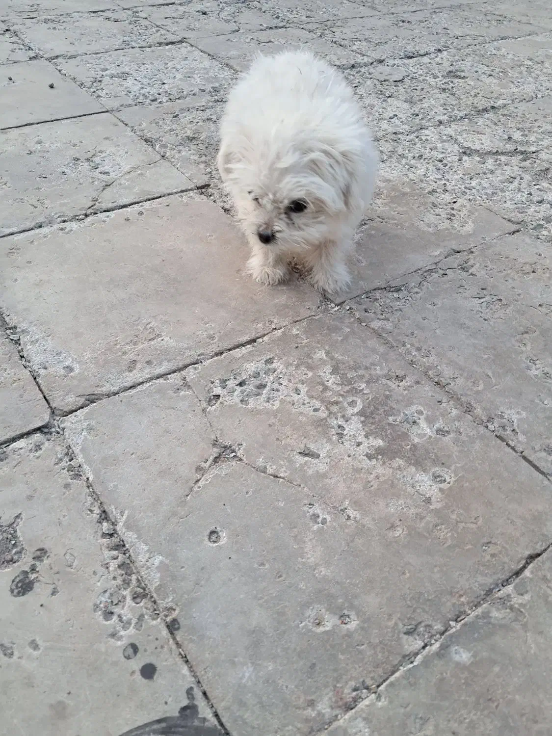 سگ شیتزو|سگ|بم, |دیوار