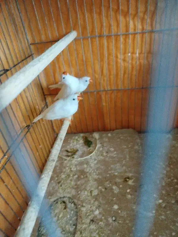 فنج|پرنده|قم, چهار مردان|دیوار