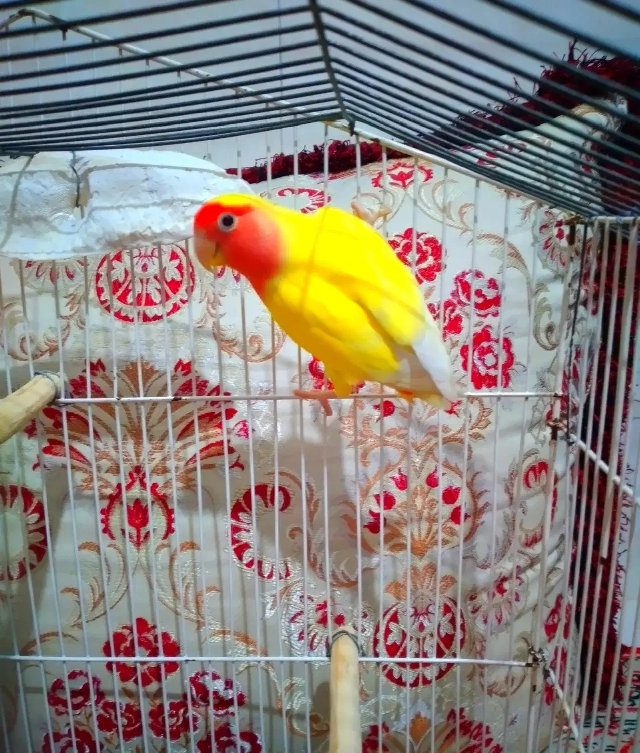 طوطی برزیلی ماده|پرنده|بندرعباس, |دیوار