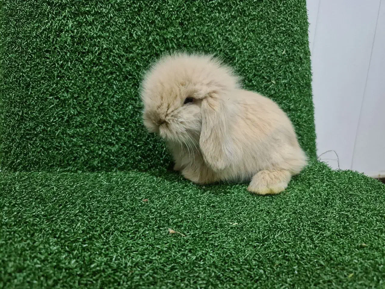 خرگوش لوپ هلندی اصیل و بازیگوش|موش و خرگوش|ساری, |دیوار