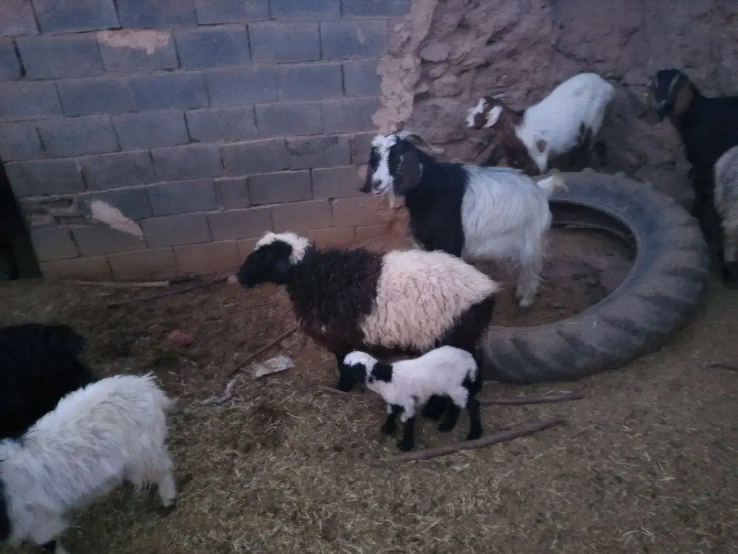 میش با بره|حیوانات مزرعه|بیرجند, |دیوار