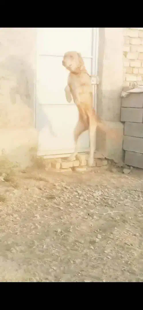 چند قلاده سگ|سگ|ساوه, |دیوار