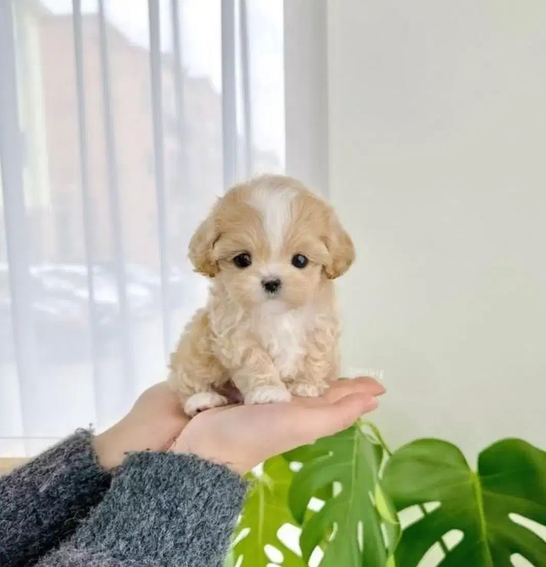 پودلتیپو بازیگوش|سگ|تهران, امیر بهادر|دیوار