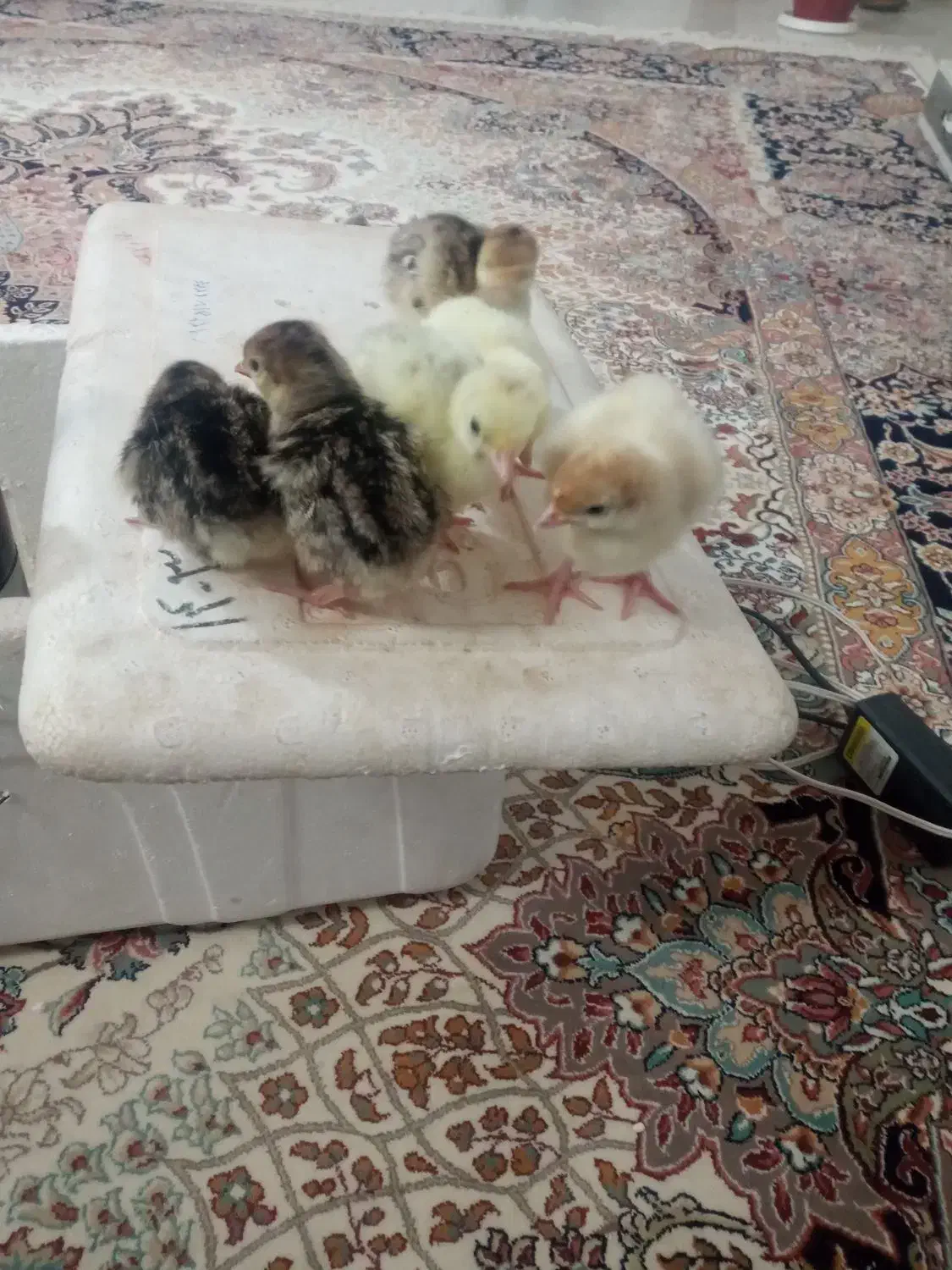 جوجه بوقلمون|حیوانات مزرعه|نیشابور, مبارکه|دیوار