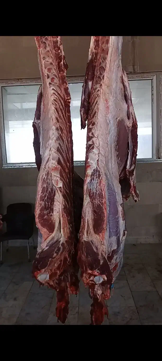 پخش گوشت گوساله فقط عمده۶۳۰|خوردنی و آشامیدنی|نی‌ریز, |دیوار