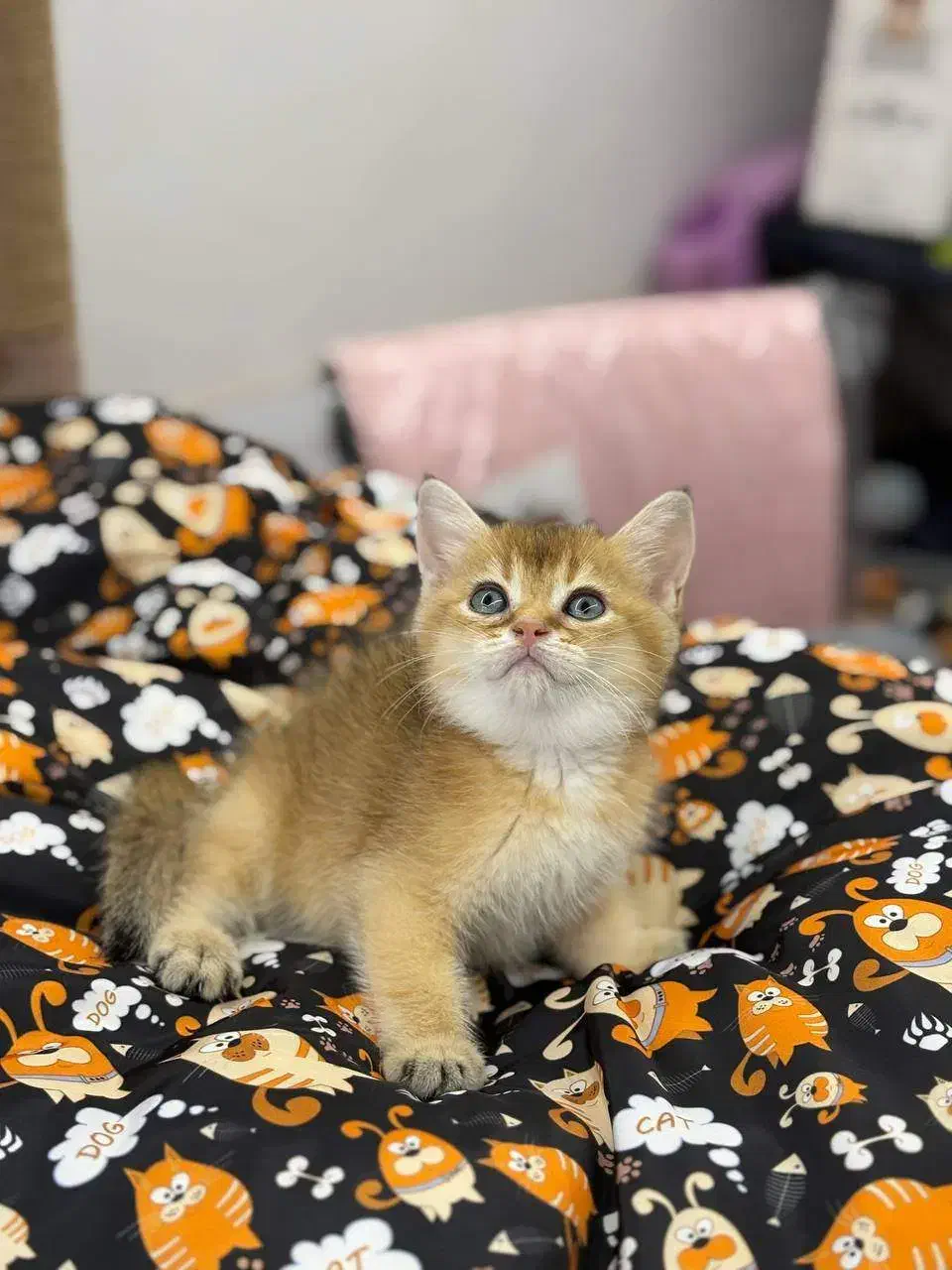 بریتیش گلد NY12|گربه|رشت, منظریه|دیوار