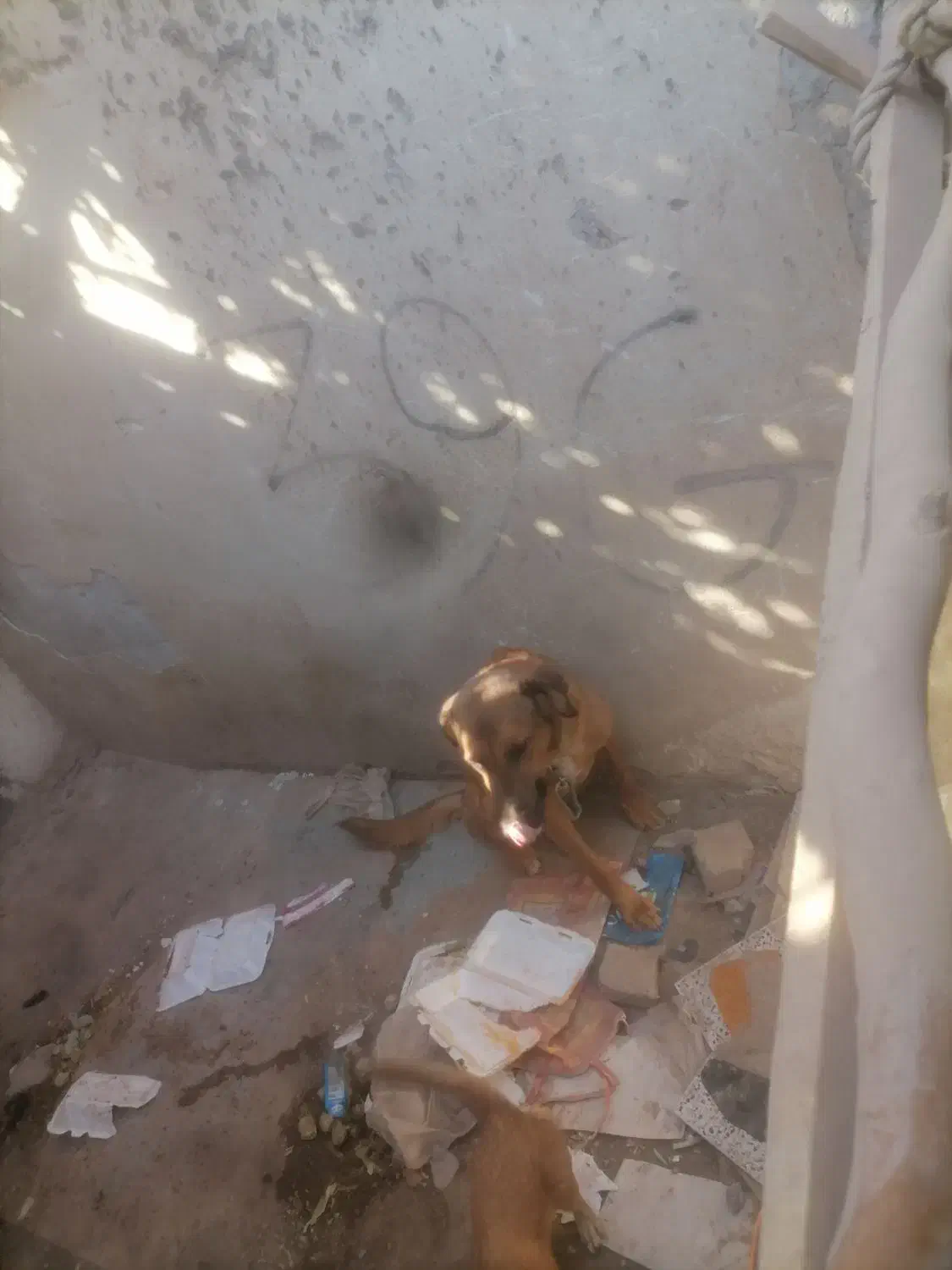 واگذاری سگ|سگ|بم, |دیوار