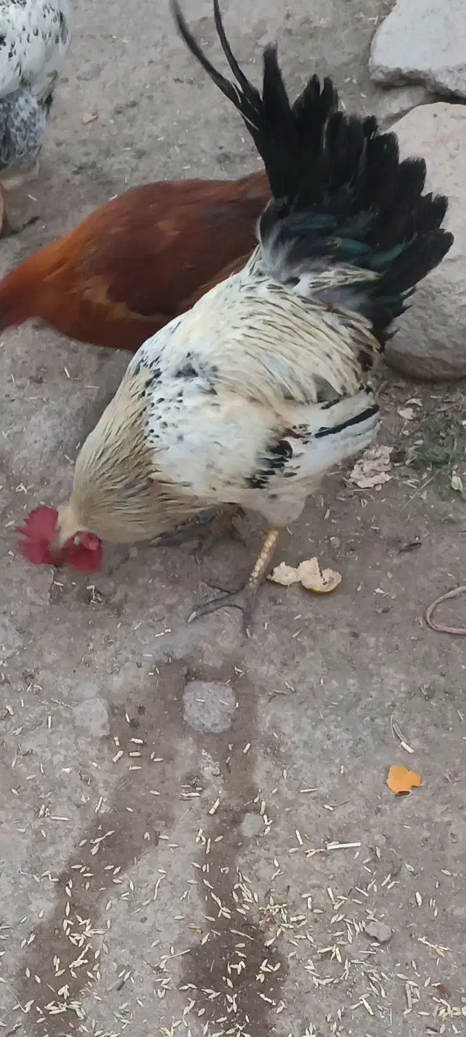 فروش خروس محلی|حیوانات مزرعه|اردبیل, |دیوار