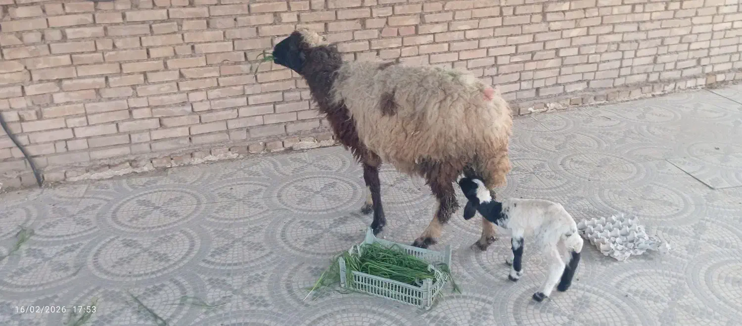 8عدد گوسفند|حیوانات مزرعه|سوسنگرد, |دیوار