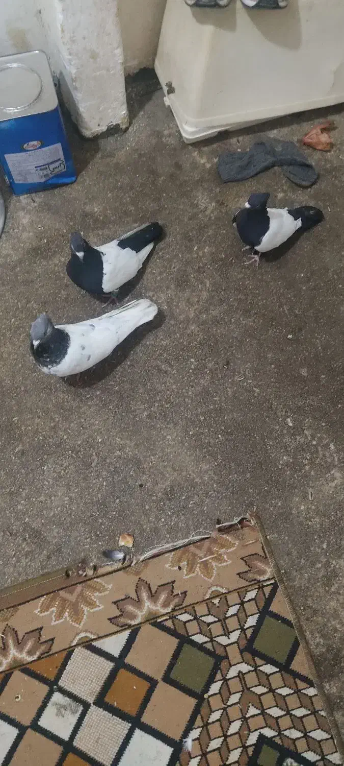 سینه کله|پرنده|بجنورد, |دیوار