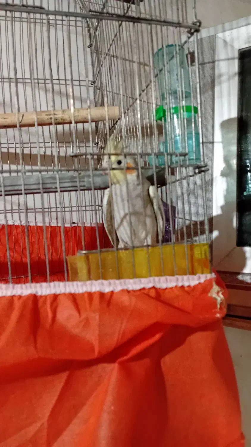 عروس هلندی|پرنده|میلاجرد, |دیوار