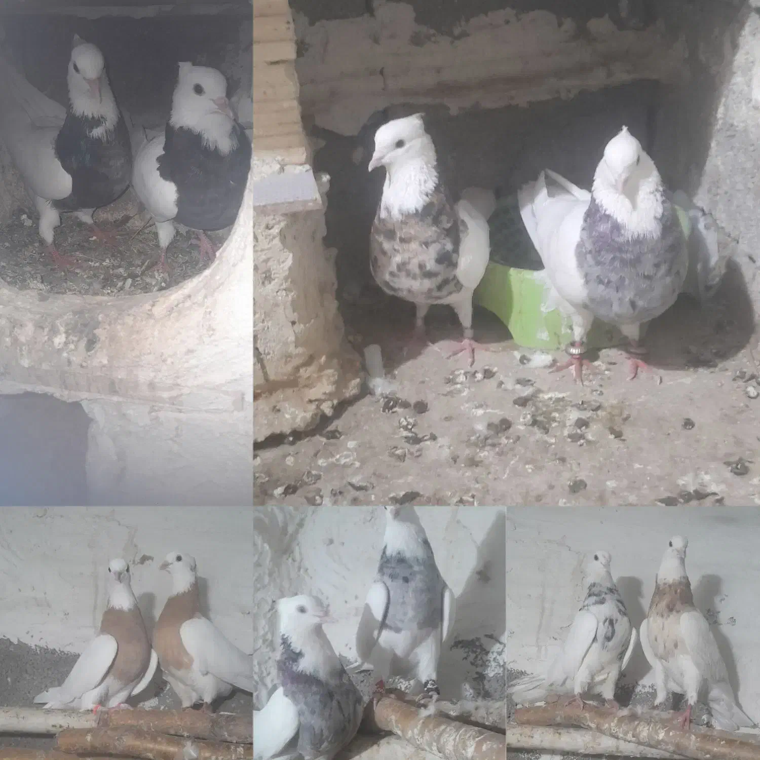 کبوترطوقی|پرنده|چرام, |دیوار