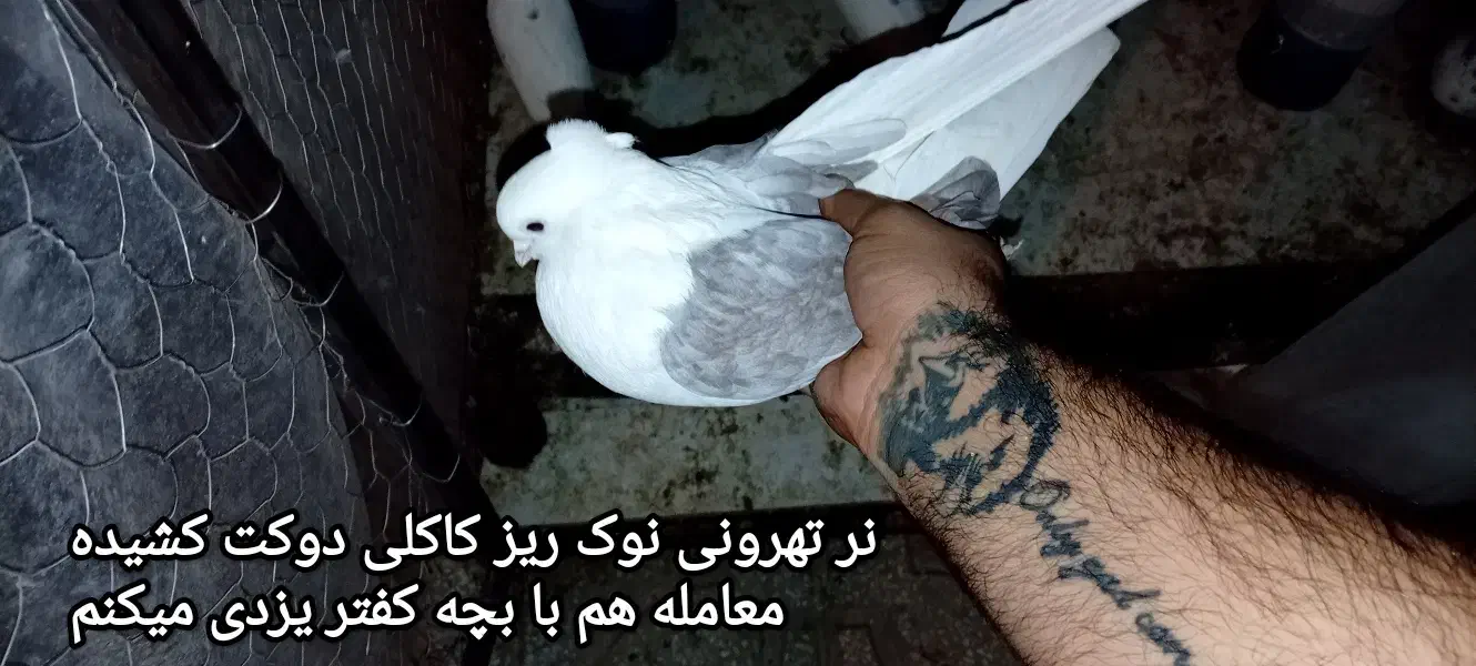 کفتر معامله|پرنده|یزد, |دیوار