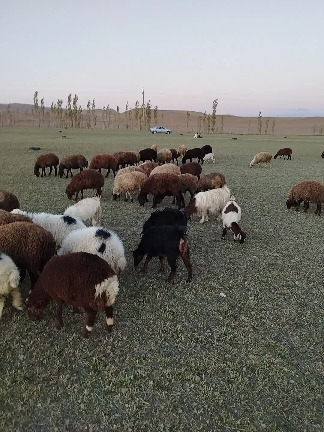 گوسفند یک گله۶۱عددی|حیوانات مزرعه|چنگ الماسی, |دیوار