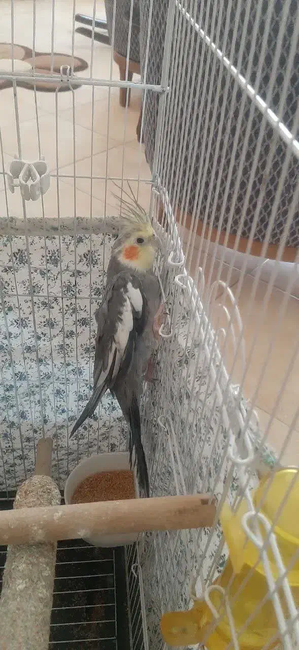 عروس هلندی|پرنده|کرج, شهرک شیخ سعدی|دیوار