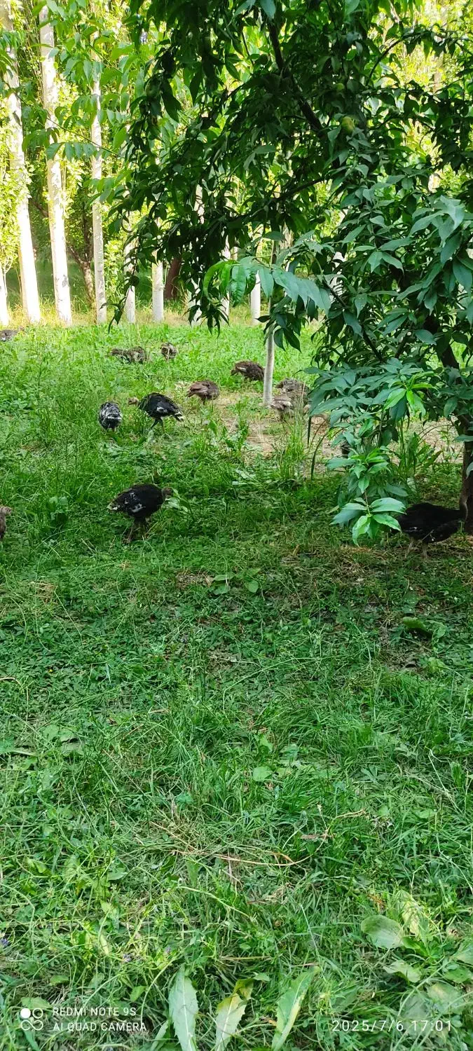 فروش بوقلمون اورگانیک|حیوانات مزرعه|شاهین دژ, |دیوار