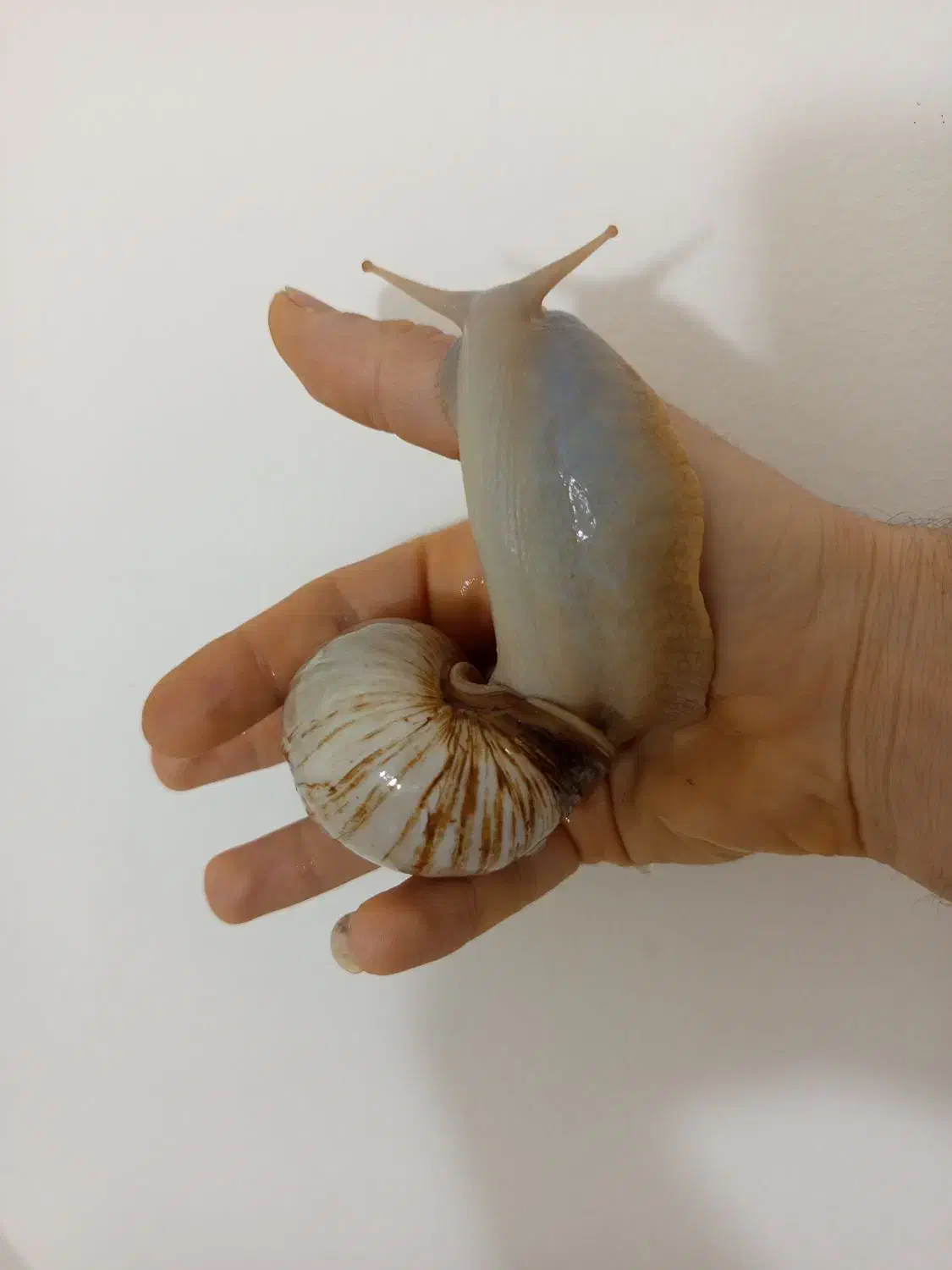 حلزون تراپی|خزنده|قدس, شهر‌قدس|دیوار