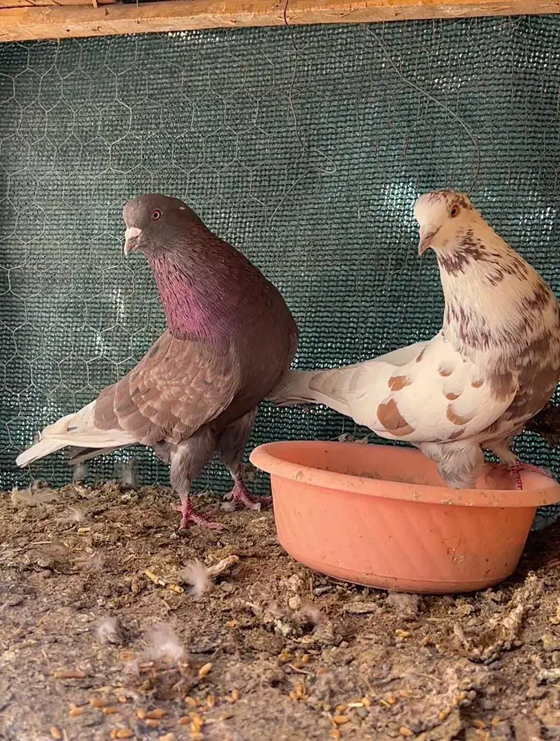 کفتر|پرنده|سیرجان, |دیوار