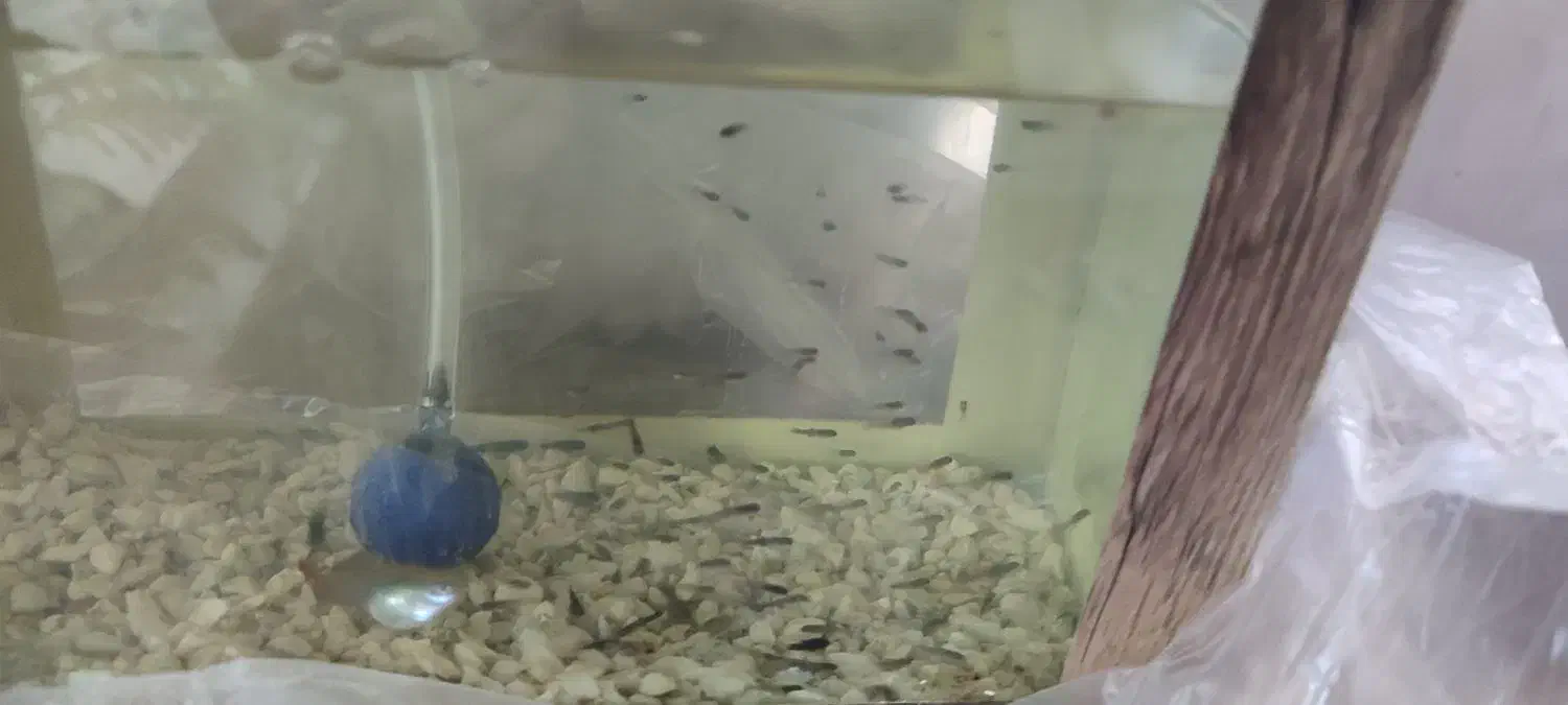 ماهی|ماهی|رباط‌کریم, انجم آباد|دیوار