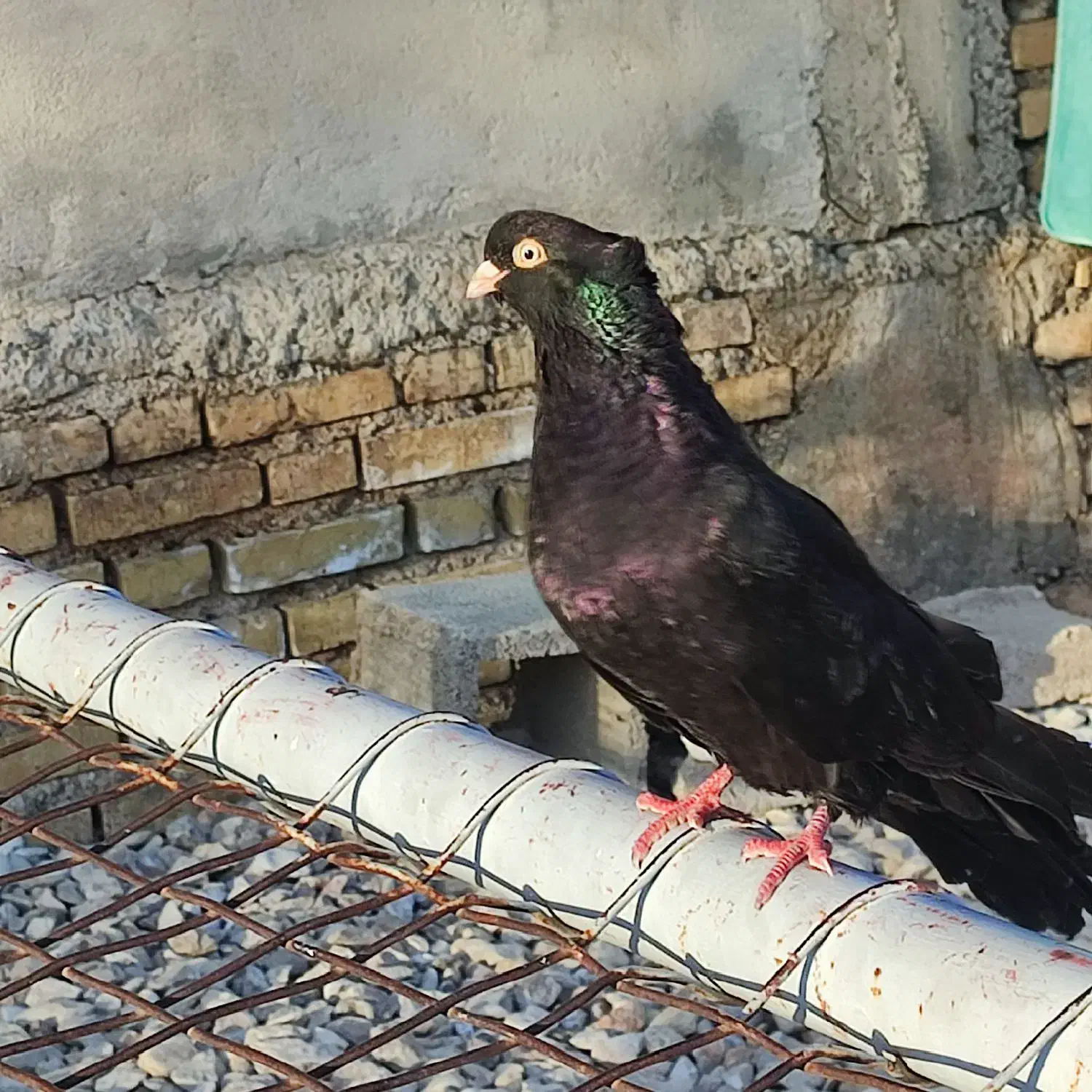 کبوتر|پرنده|ایذه, |دیوار