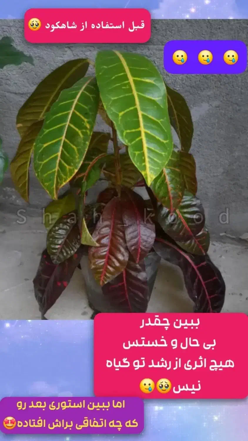 بررسی ،چکاپ تعویض خاک،کوددهی،حضوری گل وگیاه|گل و گیاه طبیعی|بیرجند, |دیوار