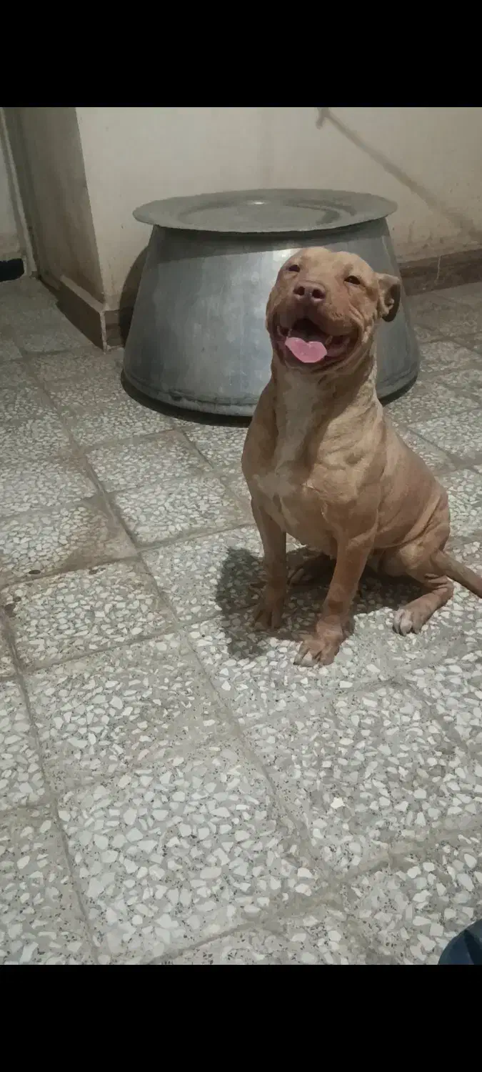 سگ پیتبول|سگ|رباطکریم, رباطکریم|دیوار