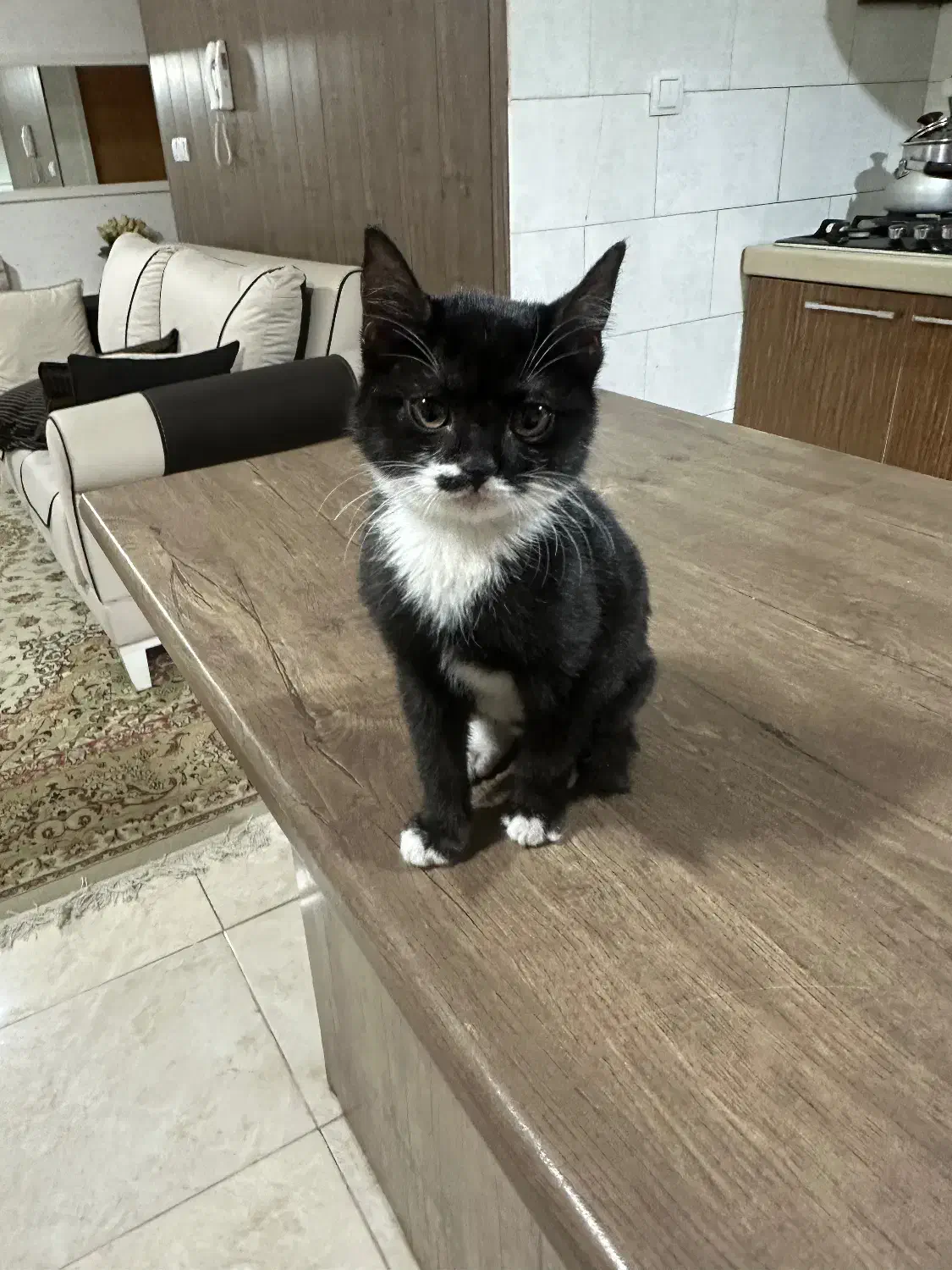 واگزاری توله گربه|گربه|صدرا-فارس, فاز ۲|دیوار