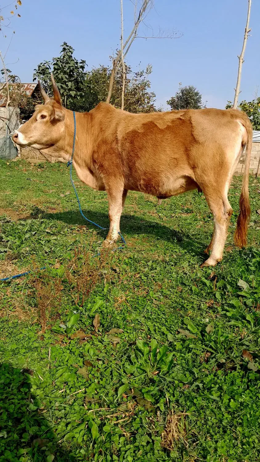 گاو ۷ماه شکم سرشاخ دار|حیوانات مزرعه|رشت, یخسازی|دیوار