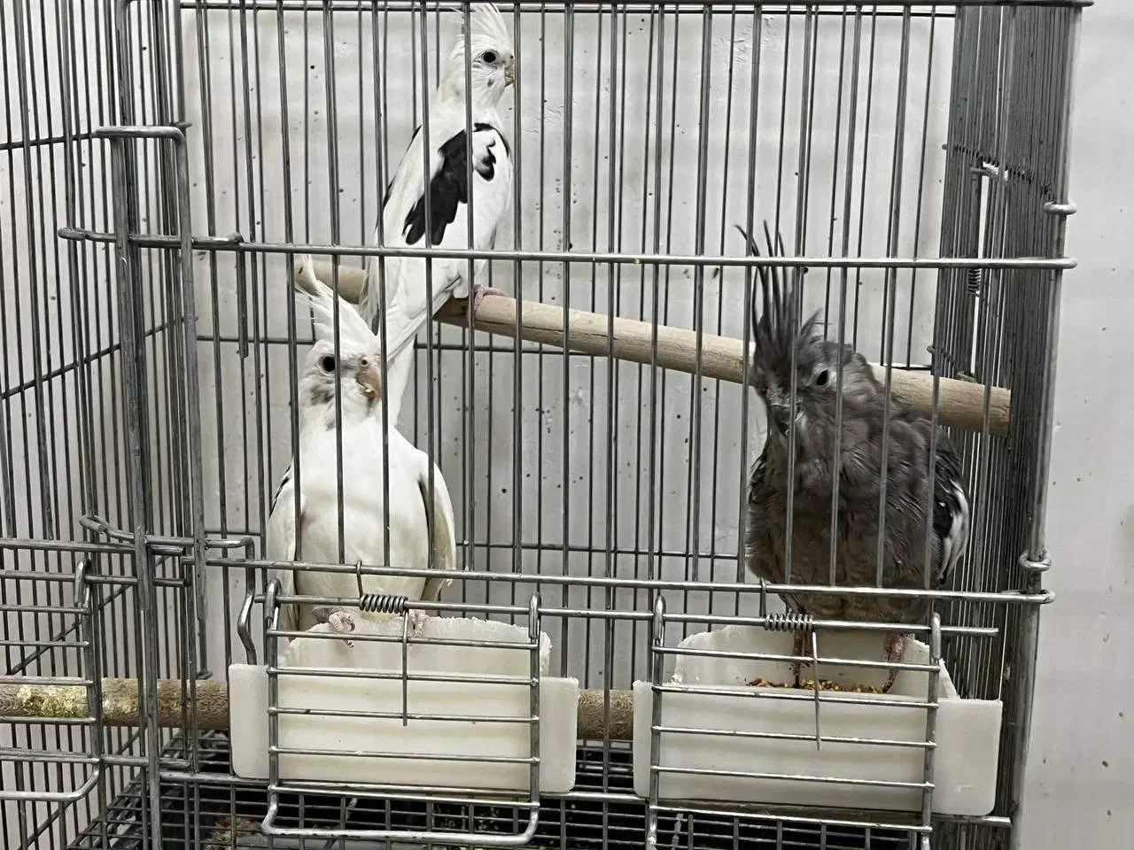 جفت عروس هلندی و کوتوله|پرنده|زرند, |دیوار