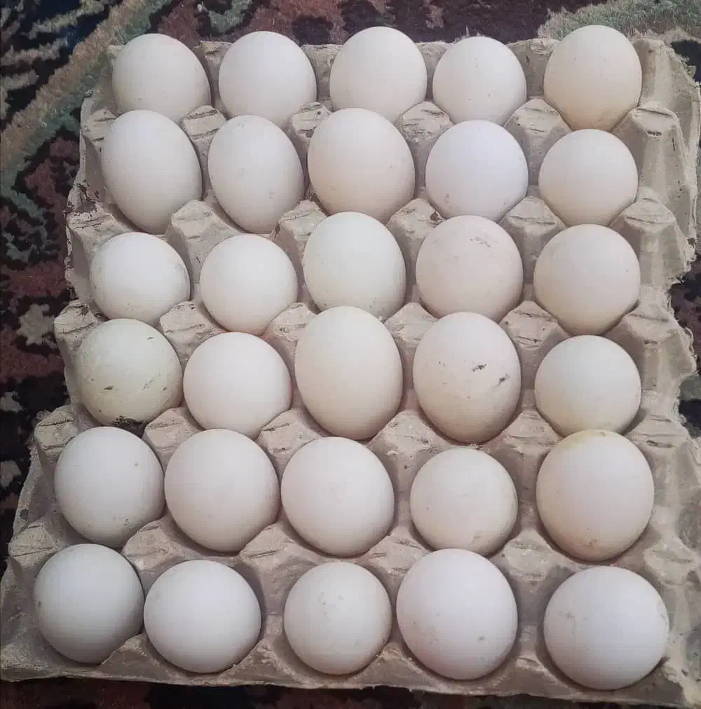 تخم اردک خوراکی 10 و نطفه دار13|حیوانات مزرعه|نجفآباد, مجاهد شمالی|دیوار