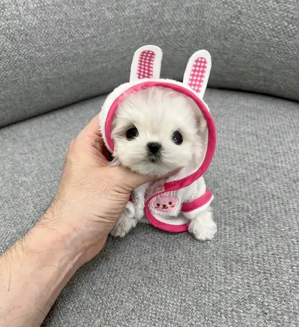 تخفیف ویژه سگ های اپارتمانی پودل مالتیز|سگ|تهران, نجات اللهی|دیوار