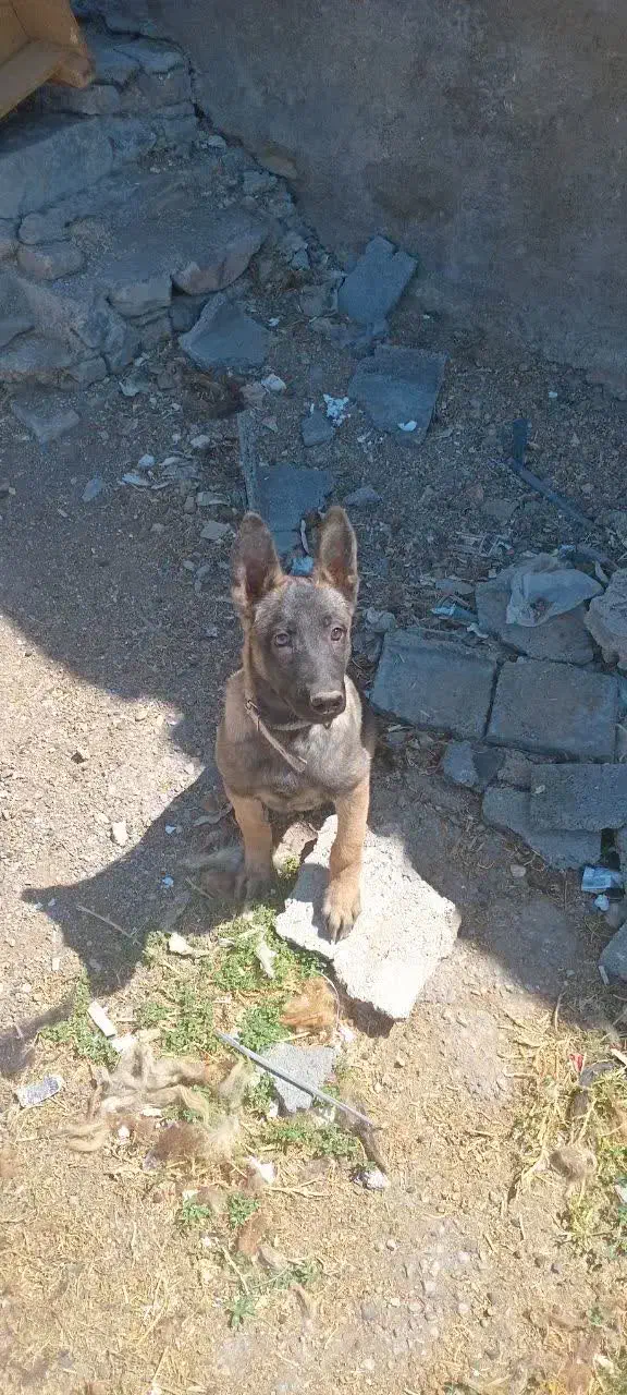 واگذاری سگ مالینیوز نگهبان|سگ|سمیرم, |دیوار