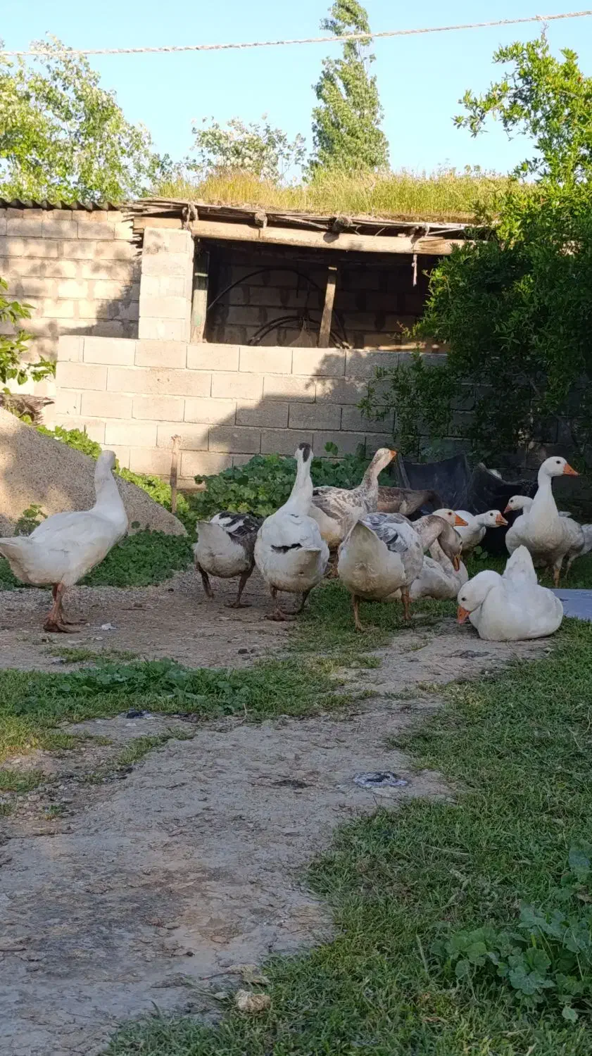 غاز|حیوانات مزرعه|گنبد کاووس, |دیوار