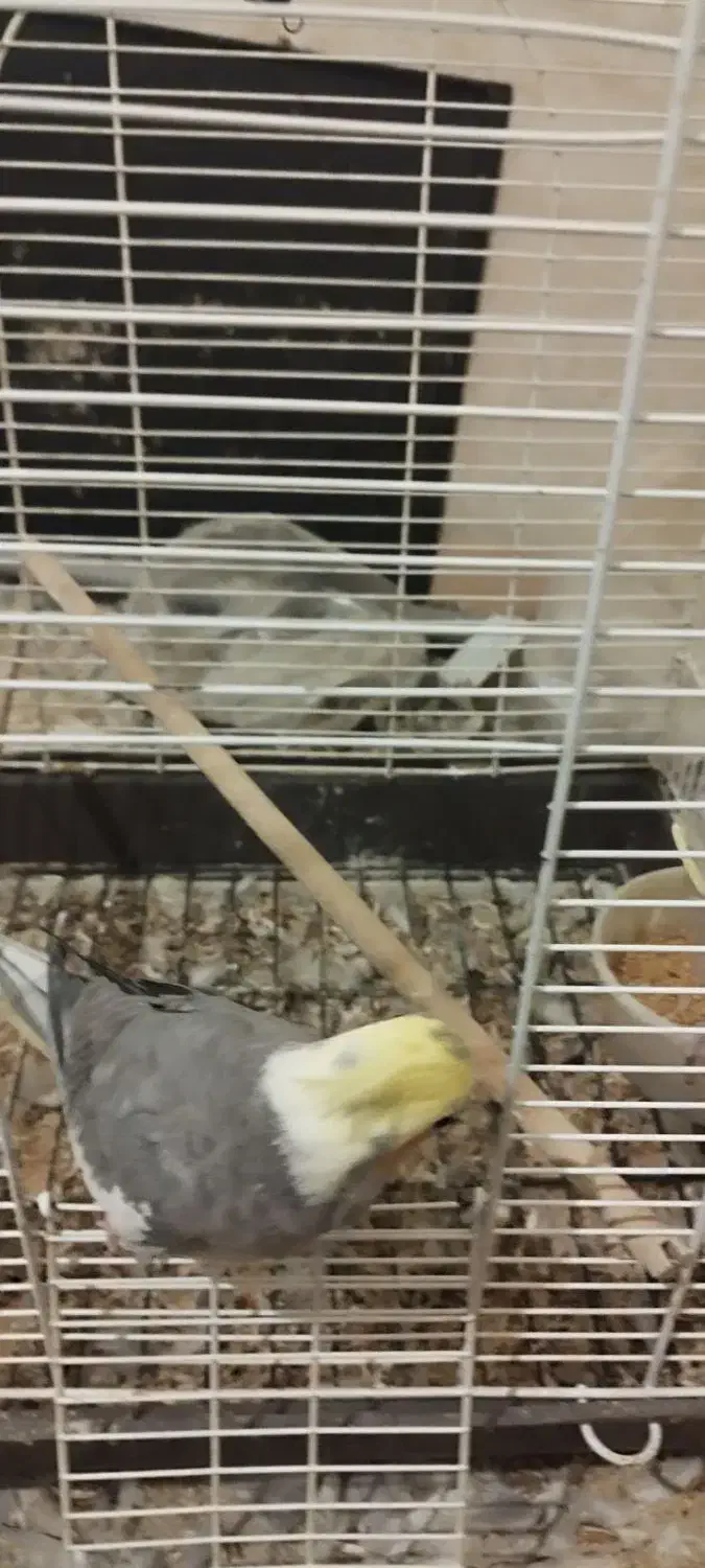 عروس هلندی مولد|پرنده|قرچک, داوود آباد|دیوار