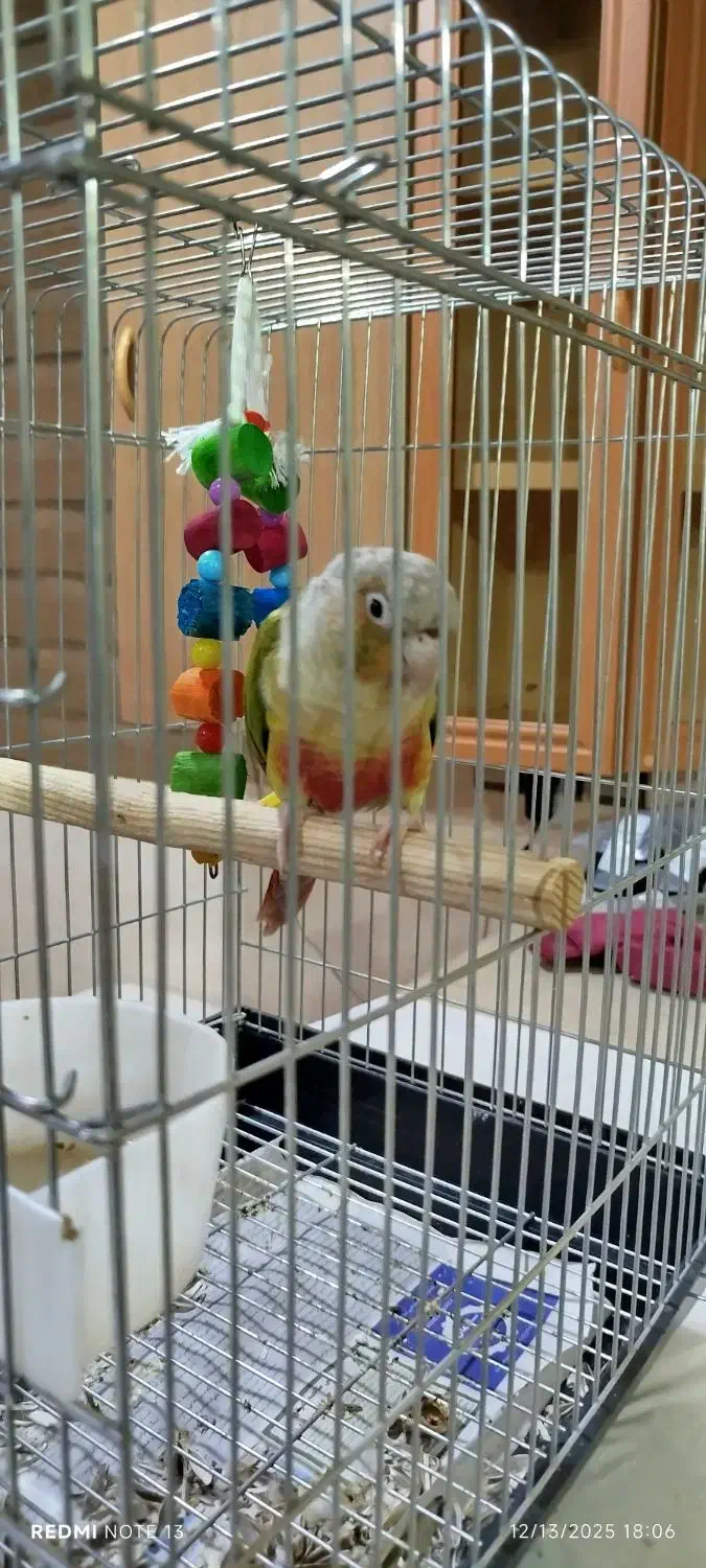 طوطی|پرنده|بانه, |دیوار