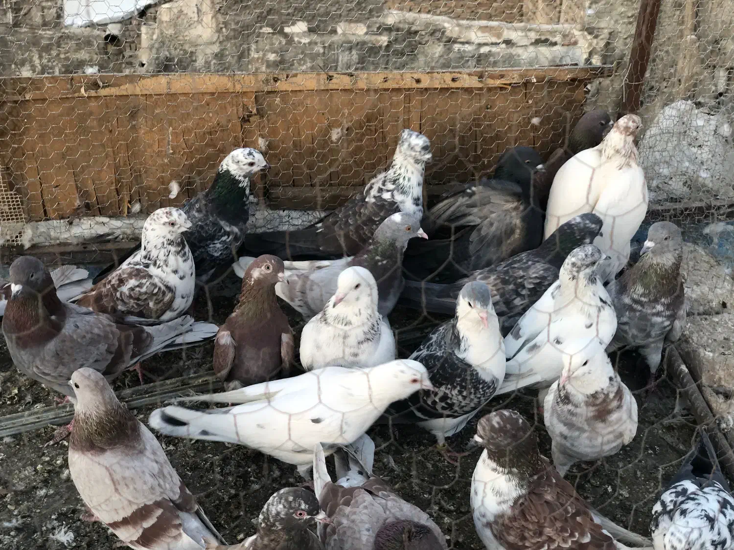 کبوتر تهرانی شهرستانی سرور،کله ماستی،قرمز|پرنده|فردیس, فردیس|دیوار