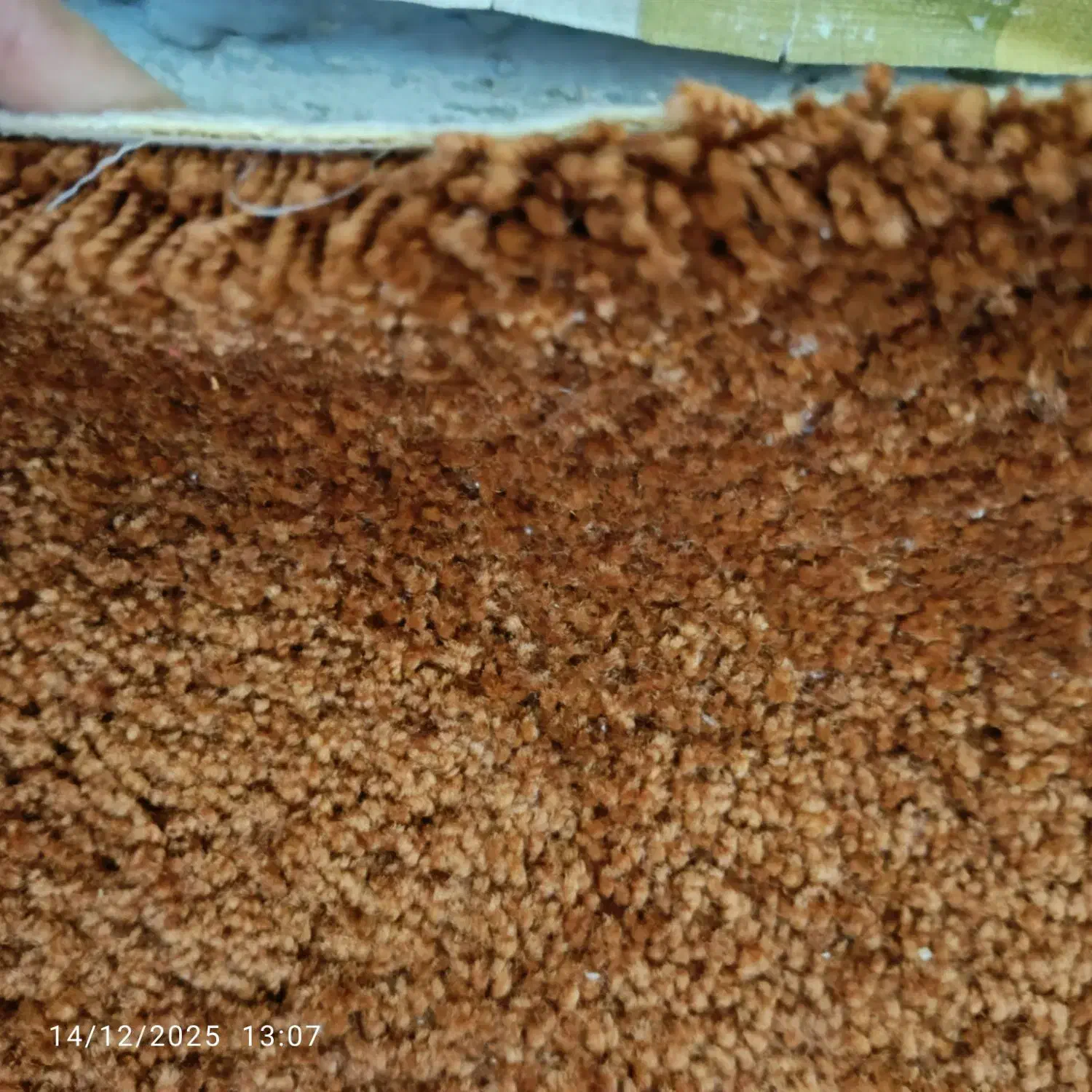 موکت پرز بلند پالاز|موکت|تهران, سلسبیل شمالی|دیوار