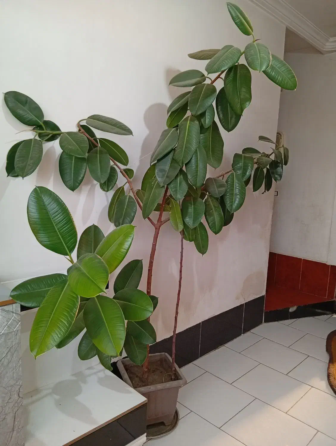 فروش گل|گل و گیاه طبیعی|سیلوانه, |دیوار