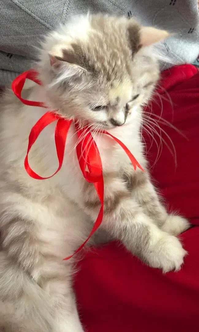 طوله بریتیش و اسکاتیش|گربه|مشهد, رسالت|دیوار