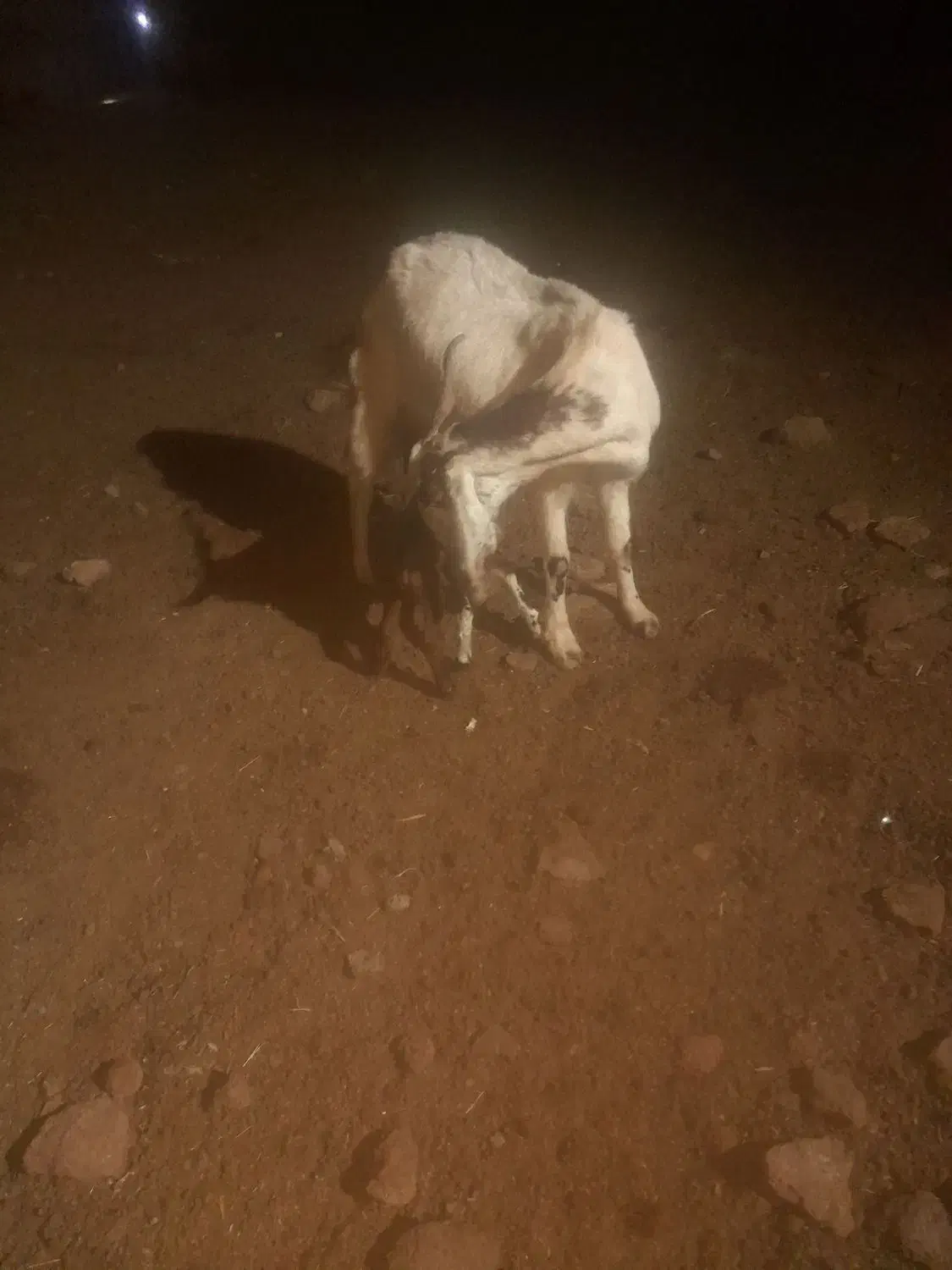 یک عدد بز زاییده دو قلو|حیوانات مزرعه|سبزوار, قصبه غربی|دیوار