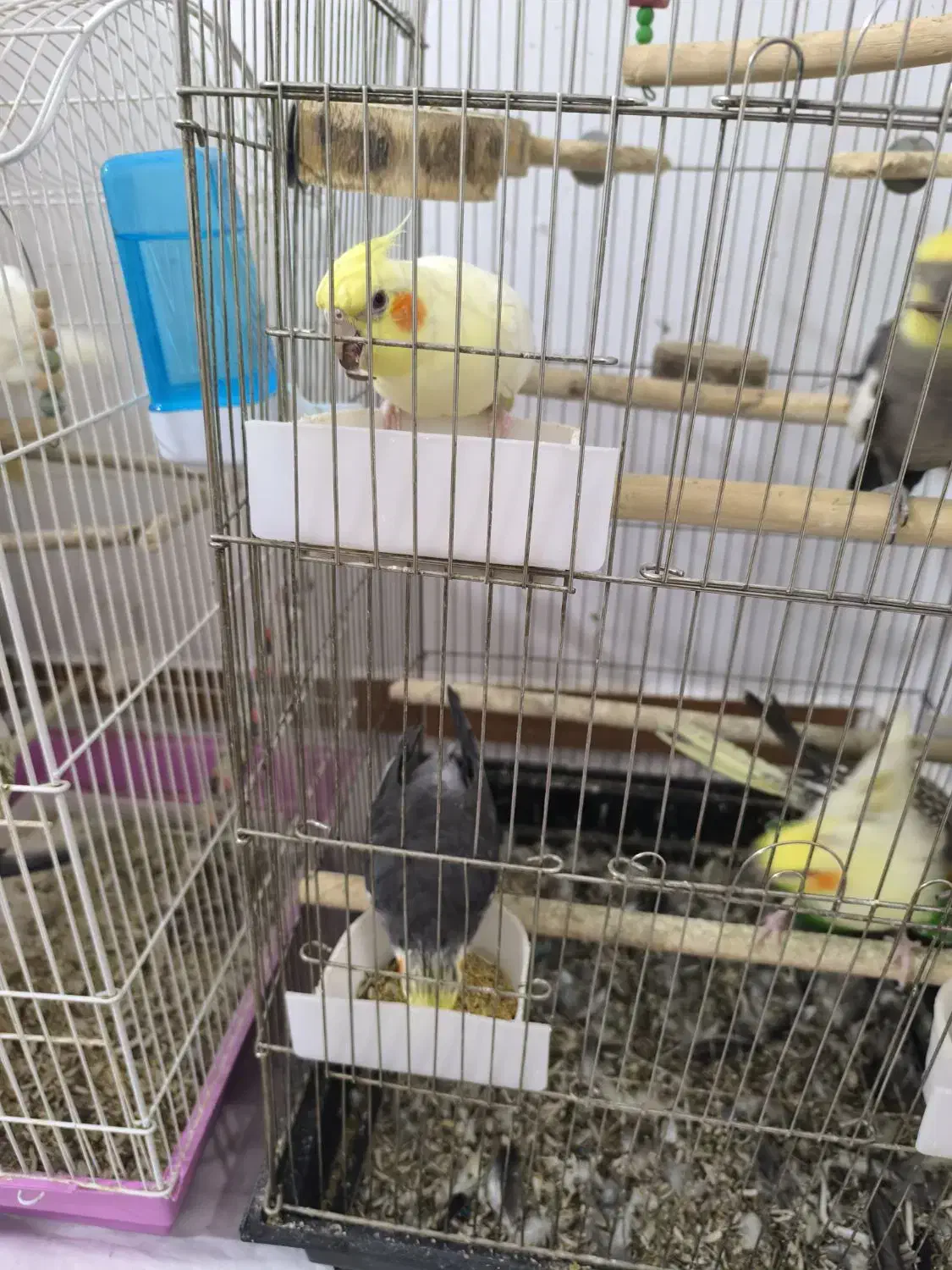 طوطی عروس هلندی|پرنده|محمدیه-قزوین, |دیوار