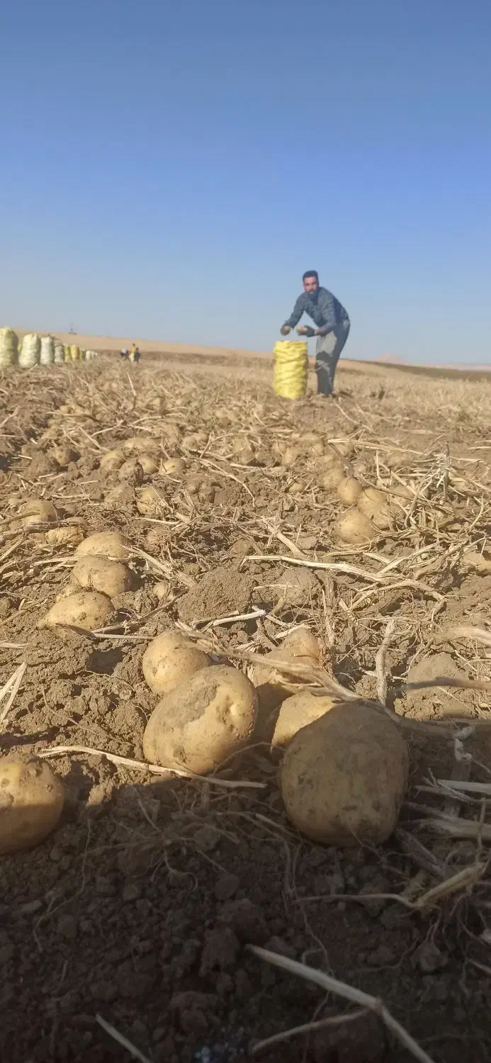 فروش همه نوع ارقام سیب زمینی|عمده‌فروشی|سردرود, |دیوار