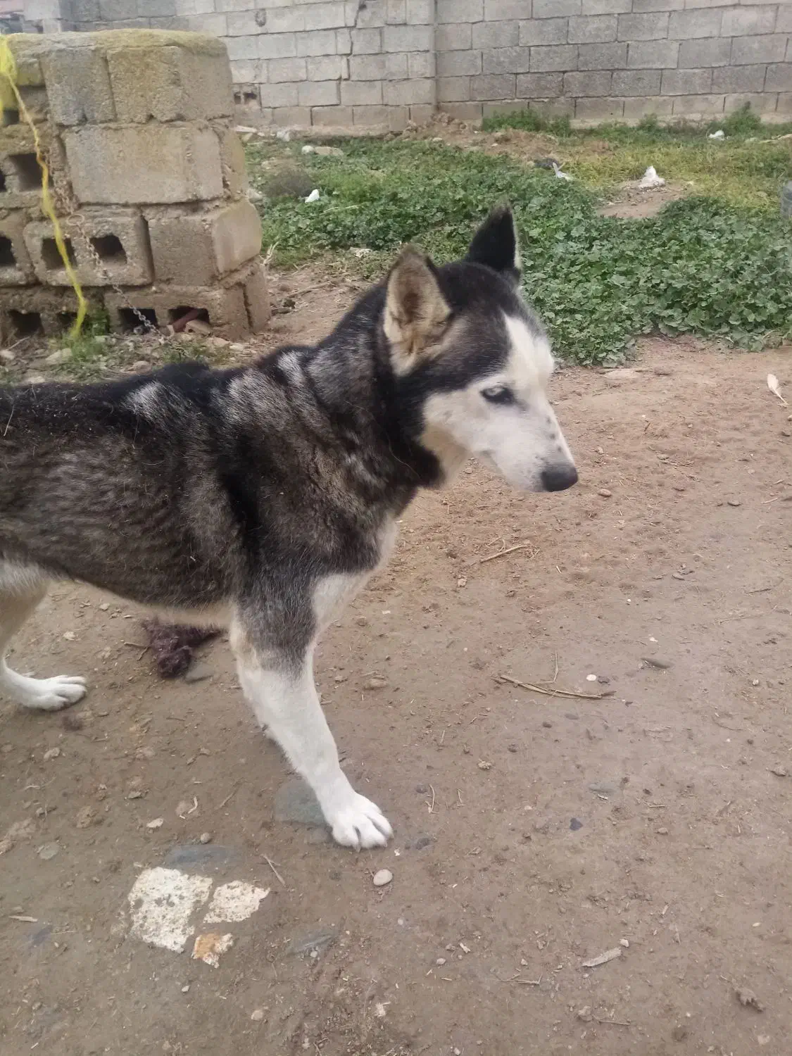 هاسکی|سگ|سیمین شهر, |دیوار